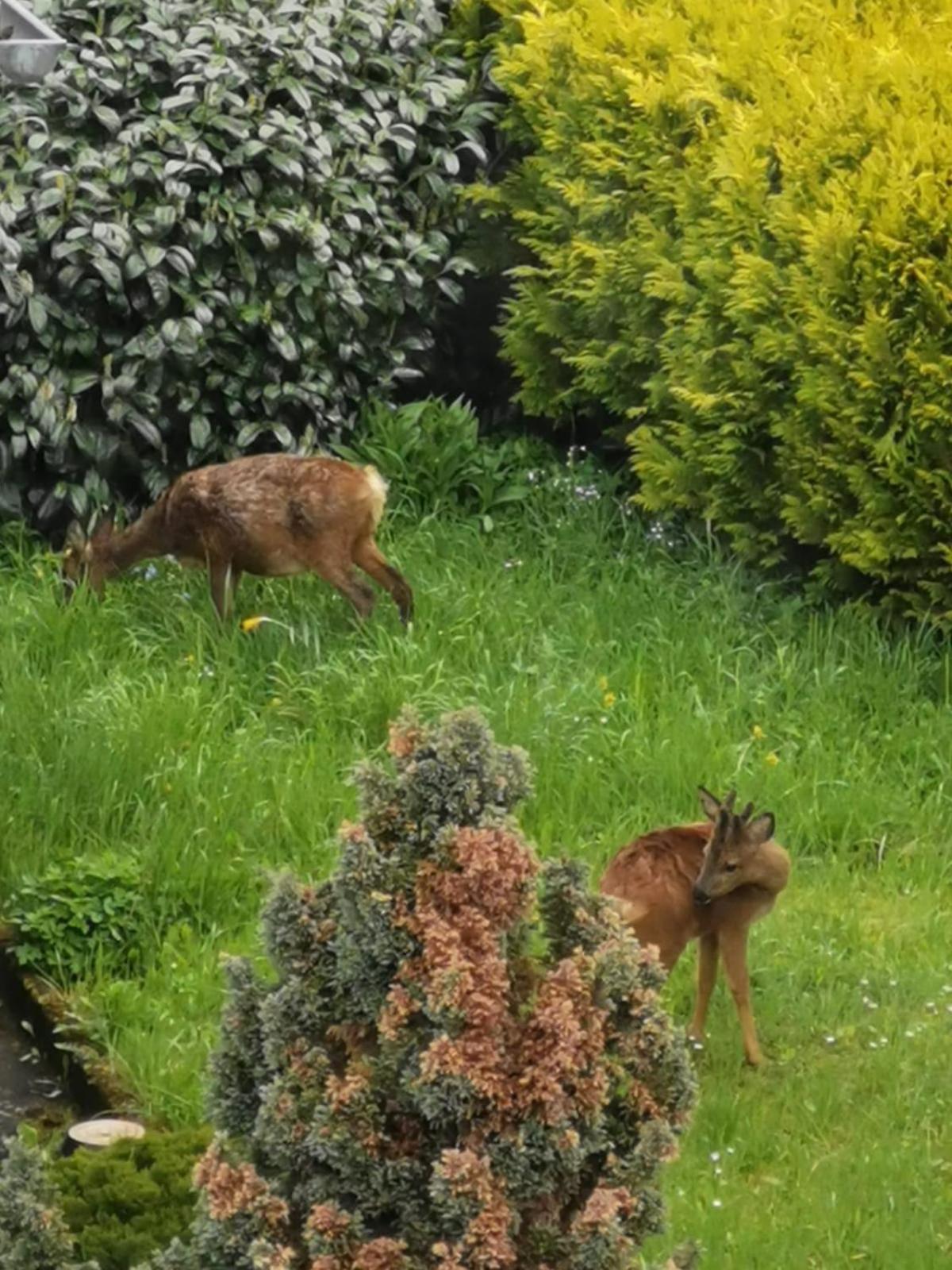 Ferienwohnung In Waldrandlage In Nationalpark Schleiden / Eifel Dış mekan fotoğraf