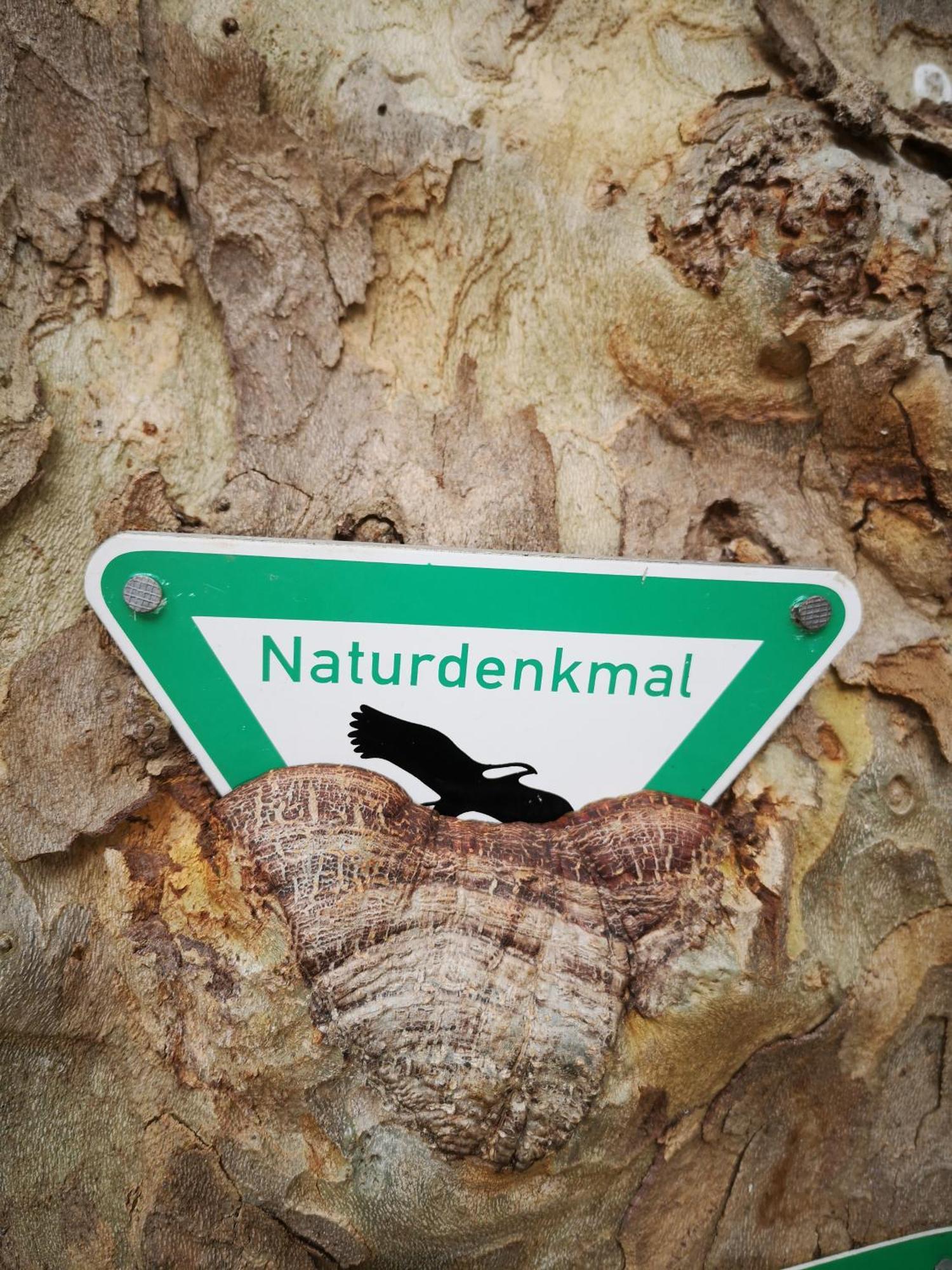 Ferienwohnung In Waldrandlage In Nationalpark Schleiden / Eifel Dış mekan fotoğraf