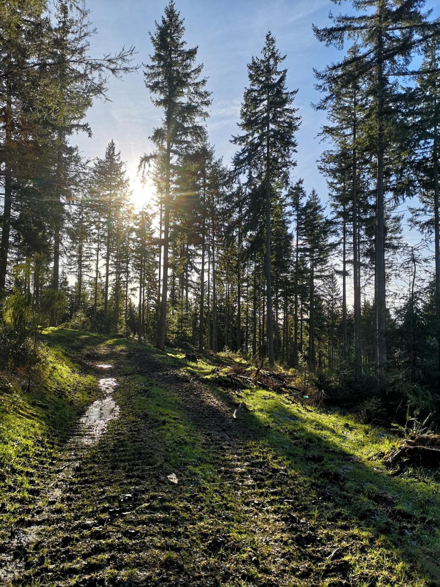 Ferienwohnung In Waldrandlage In Nationalpark Schleiden / Eifel Dış mekan fotoğraf