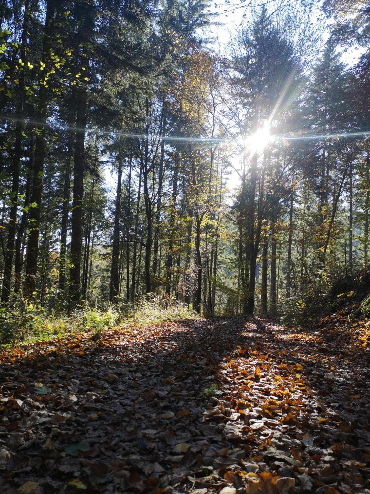 Ferienwohnung In Waldrandlage In Nationalpark Schleiden / Eifel Dış mekan fotoğraf