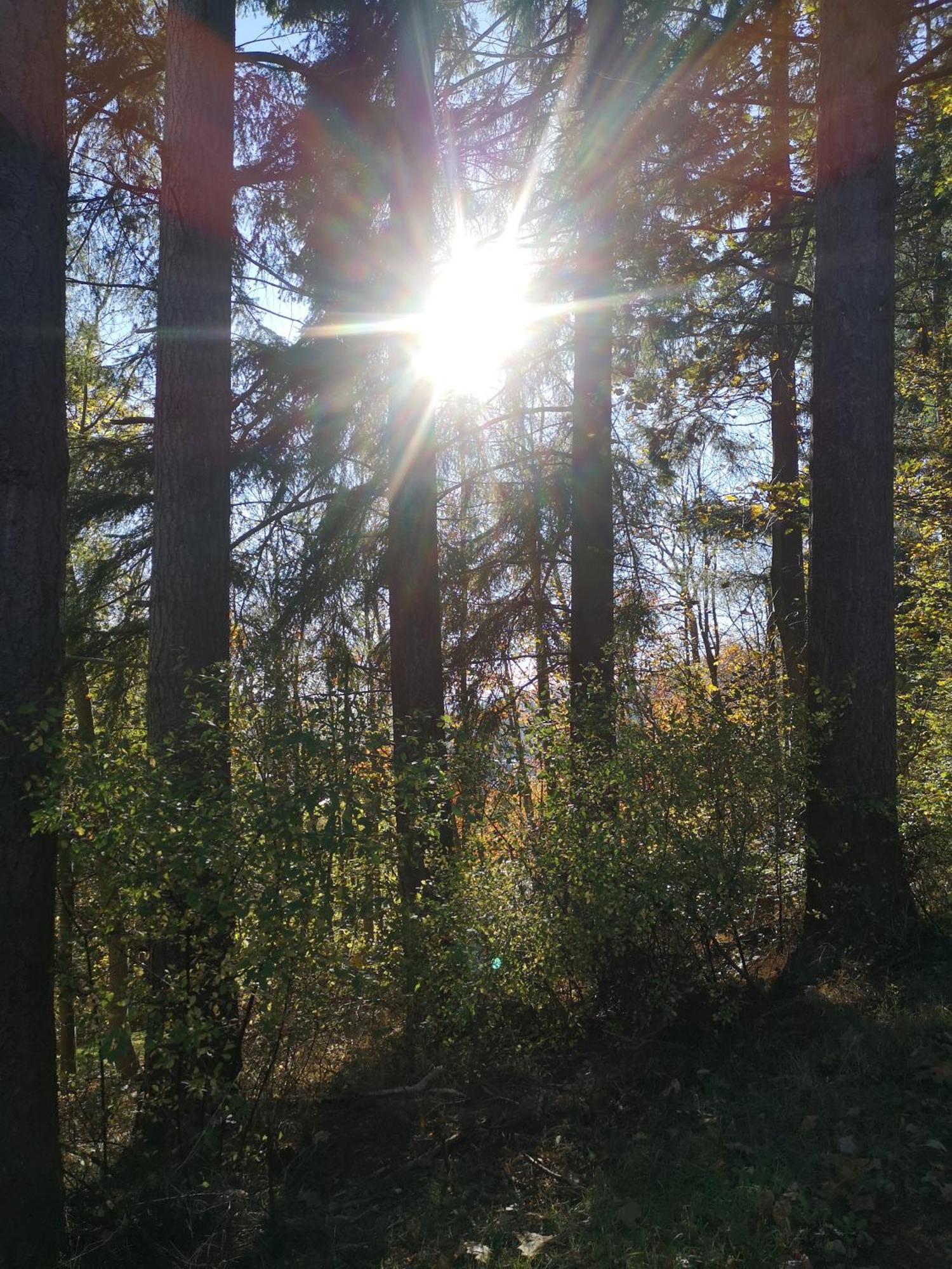 Ferienwohnung In Waldrandlage In Nationalpark Schleiden / Eifel Dış mekan fotoğraf